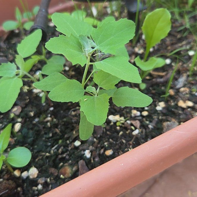 Photo of the plant species Melde by @LordRosarypea named Gomez on Greg, the plant care app