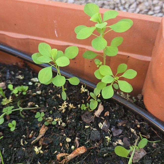 Photo of the plant species Cancer Weed by @LordRosarypea named Fernie Saunders on Greg, the plant care app