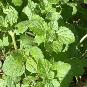 Photo of the plant species Lesser Calamint by @SuaveSweetleaf named Catmint on Greg, the plant care app