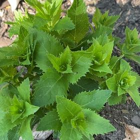 Photo of the plant species Balloon-Flower by @SuaveSweetleaf named Balloon Flower on Greg, the plant care app