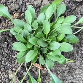 Photo of the plant species Lobed Tickseed by @SuaveSweetleaf named Nana on Greg, the plant care app