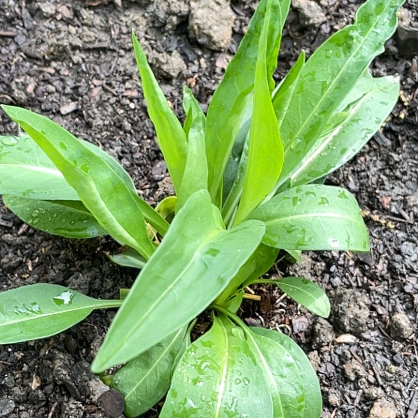 Photo of the plant species Stokes' Aster by @SuaveSweetleaf named Mel’s Blue on Greg, the plant care app