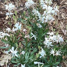 Photo of the plant species Lindheimer's Beeblossom by @SuaveSweetleaf named Beeblossom on Greg, the plant care app