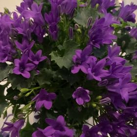 Photo of the plant species Campanula by @SuaveSweetleaf named Campanula on Greg, the plant care app