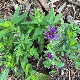 Photo of the plant species New England Aster by @SuaveSweetleaf named New England Aster on Greg, the plant care app