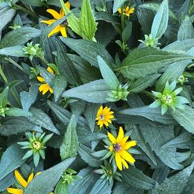 Photo of the plant species Blackeyed Susan by @SuaveSweetleaf named Mailbox bushy Blackeyed Susan on Greg, the plant care app