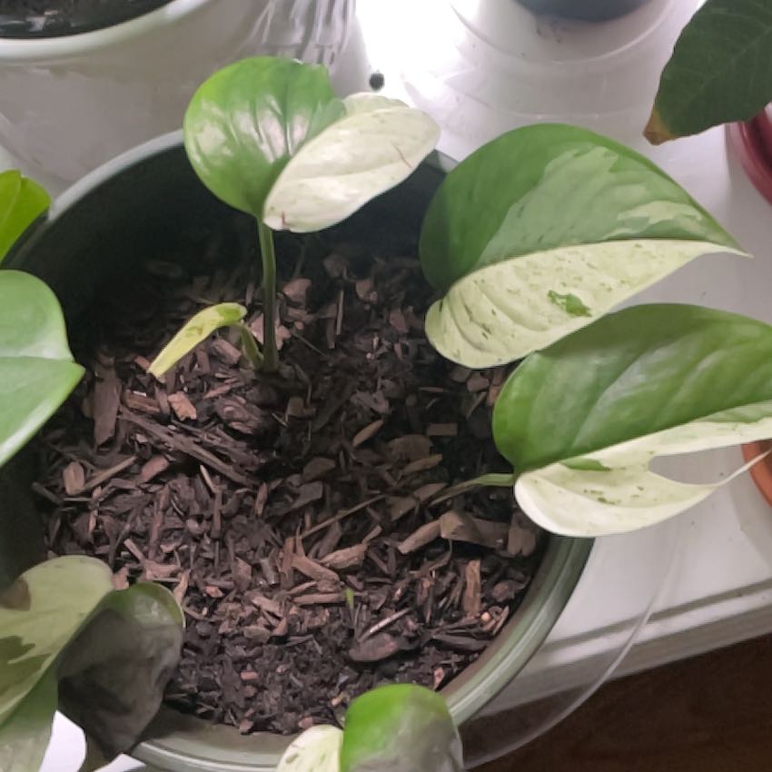 Photo of the plant species Marble Epipremnum Pinnatum by @SuaveSweetleaf named Marble Epipremnum Pinnatum cutting on Greg, the plant care app