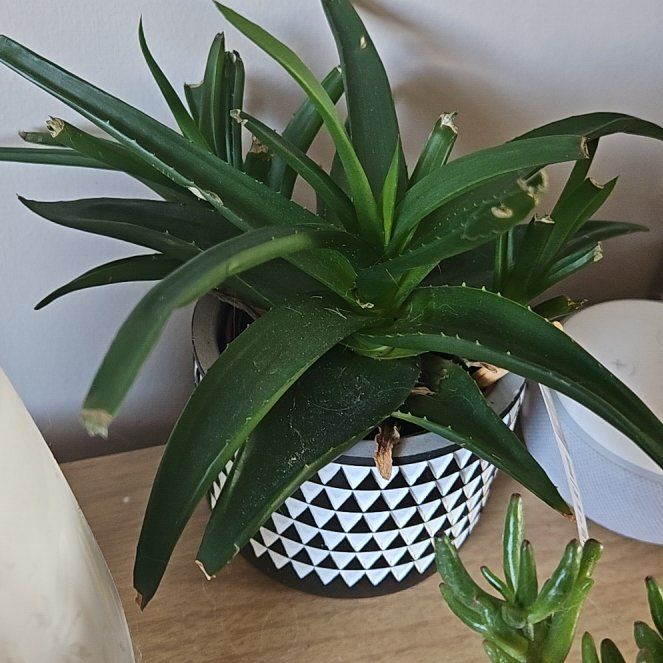 Photo of the plant species Haworthia-leaved Aloe by @HotshotEndive named Emerson on Greg, the plant care app