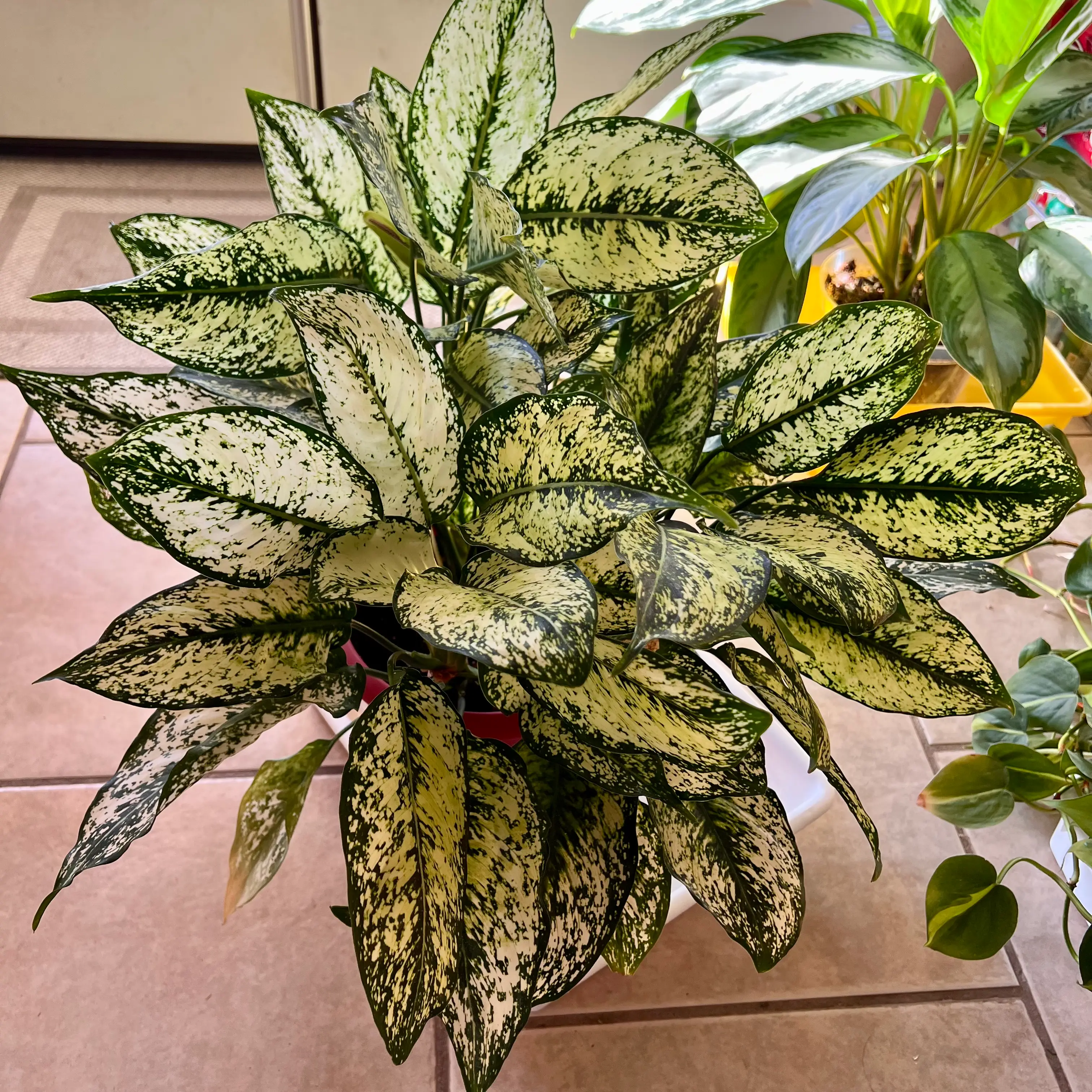 Photo of the plant species First Diamond Chinese Evergreen by @HeritorLlavea named Aria on Greg, the plant care app