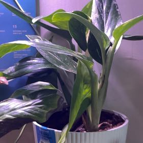 Photo of the plant species Cobra Philodendron by @FreeVoodoochild named Einstein on Greg, the plant care app