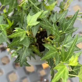 Photo of the plant species Kings Choice Ivy by @TrustyRhubarb named Diana on Greg, the plant care app