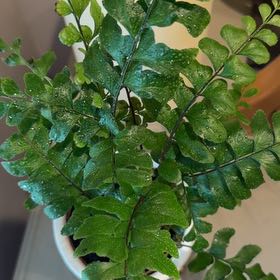 Photo of the plant species Mahogany Fern by @TrustyRhubarb named Maven on Greg, the plant care app