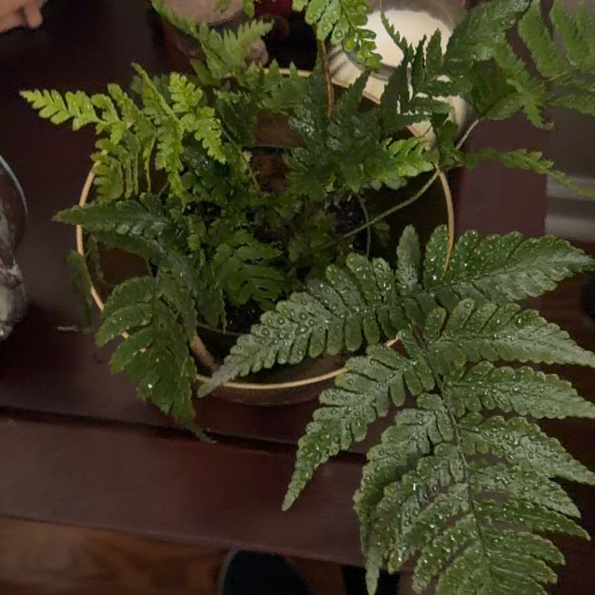 Photo of the plant species Autumn Fern by @TrustyRhubarb named Anastasia on Greg, the plant care app