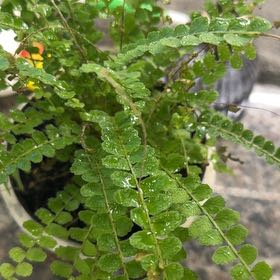 Photo of the plant species Lemon Button Fern by @TrustyRhubarb named Willow on Greg, the plant care app