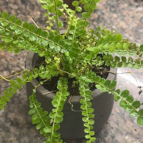 Photo of the plant species Lemon Button Fern by @TrustyRhubarb named Liandre on Greg, the plant care app