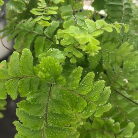 Photo of the plant species Northern Maidenhair Fern by @TrustyRhubarb named Orlando Bloom on Greg, the plant care app
