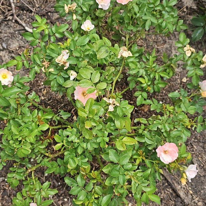 Photo of the plant species Peach Drift Rose by @CourtlyWoodfern named Harry on Greg, the plant care app