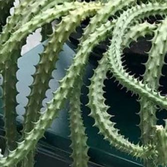 Photo of the plant species Octopus Arms by @AmusingOmnom named O on Greg, the plant care app