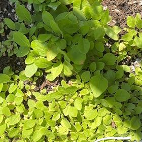 Photo of the plant species European Blueberry by @PrimoSunspurge named Kobe on Greg, the plant care app