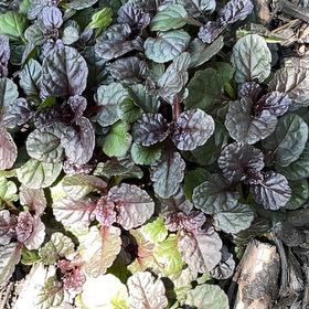 Photo of the plant species Black-Leaved Bugle by @SageSerpentina named Sherlock on Greg, the plant care app