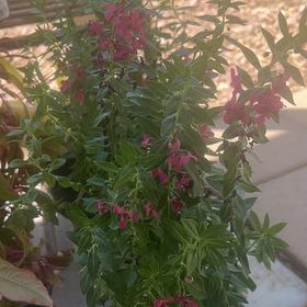 Photo of the plant species Archangel Angelonia by @FabSpringcrocus named Oscar on Greg, the plant care app