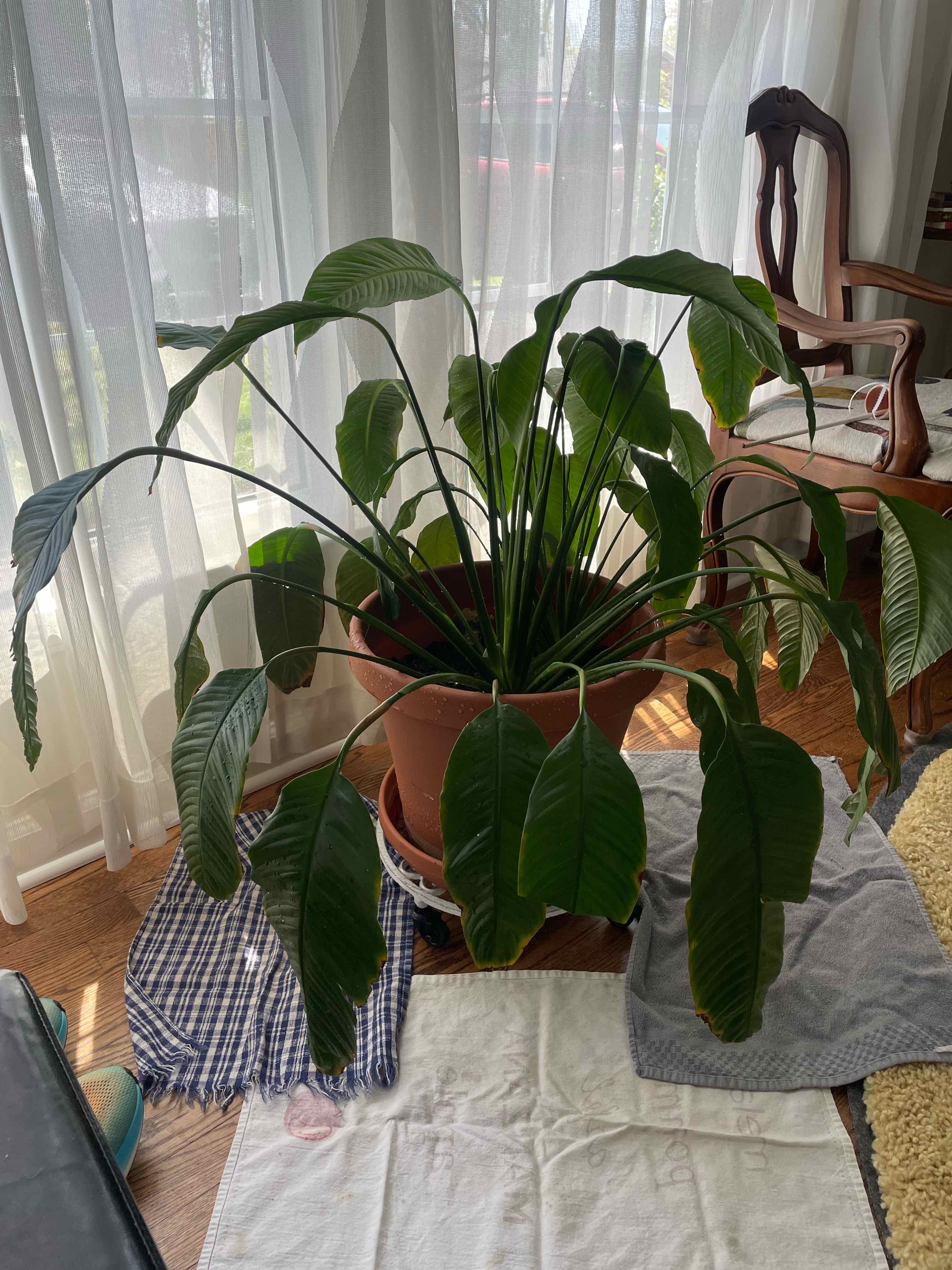 Peace Lily plant photo by Sarah e. named Dax on Greg, the plant care app.