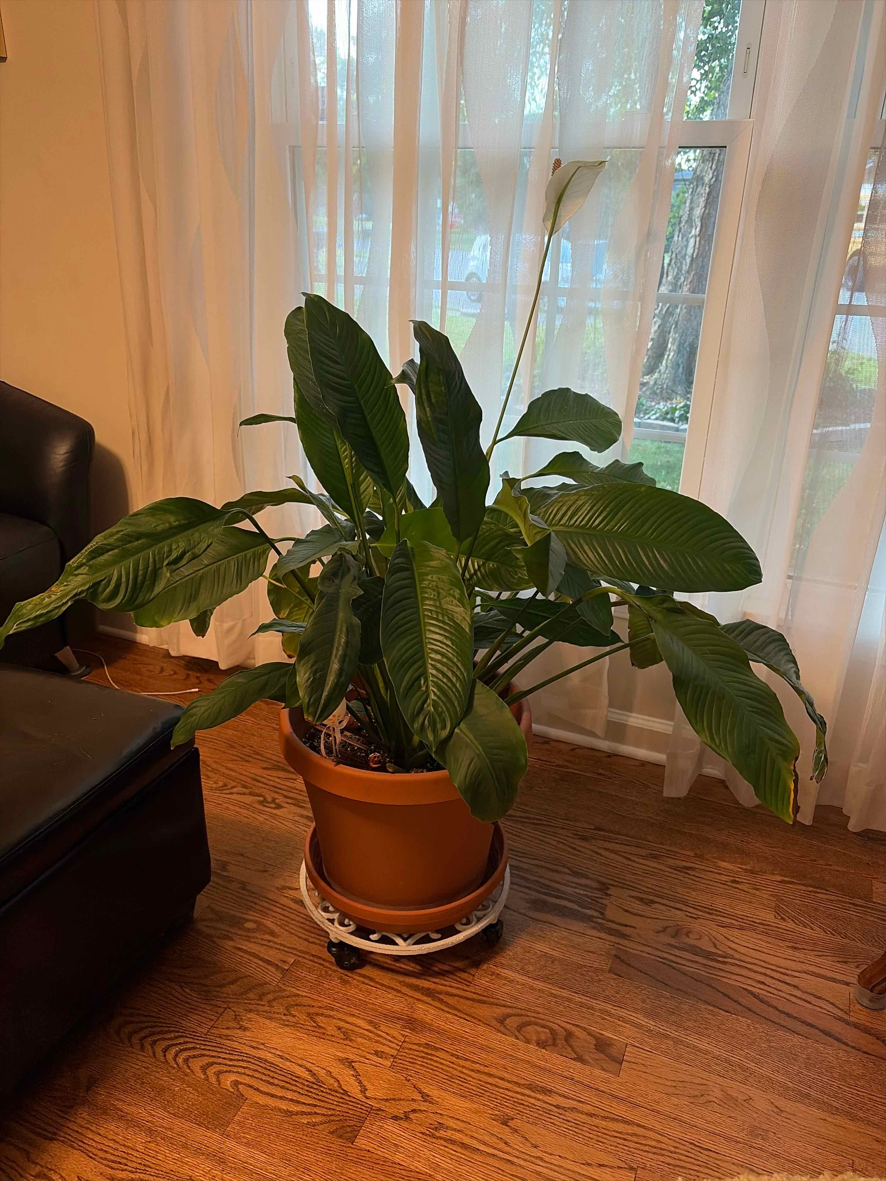 Peace Lily plant photo by Sarah e. named Dax on Greg, the plant care app.