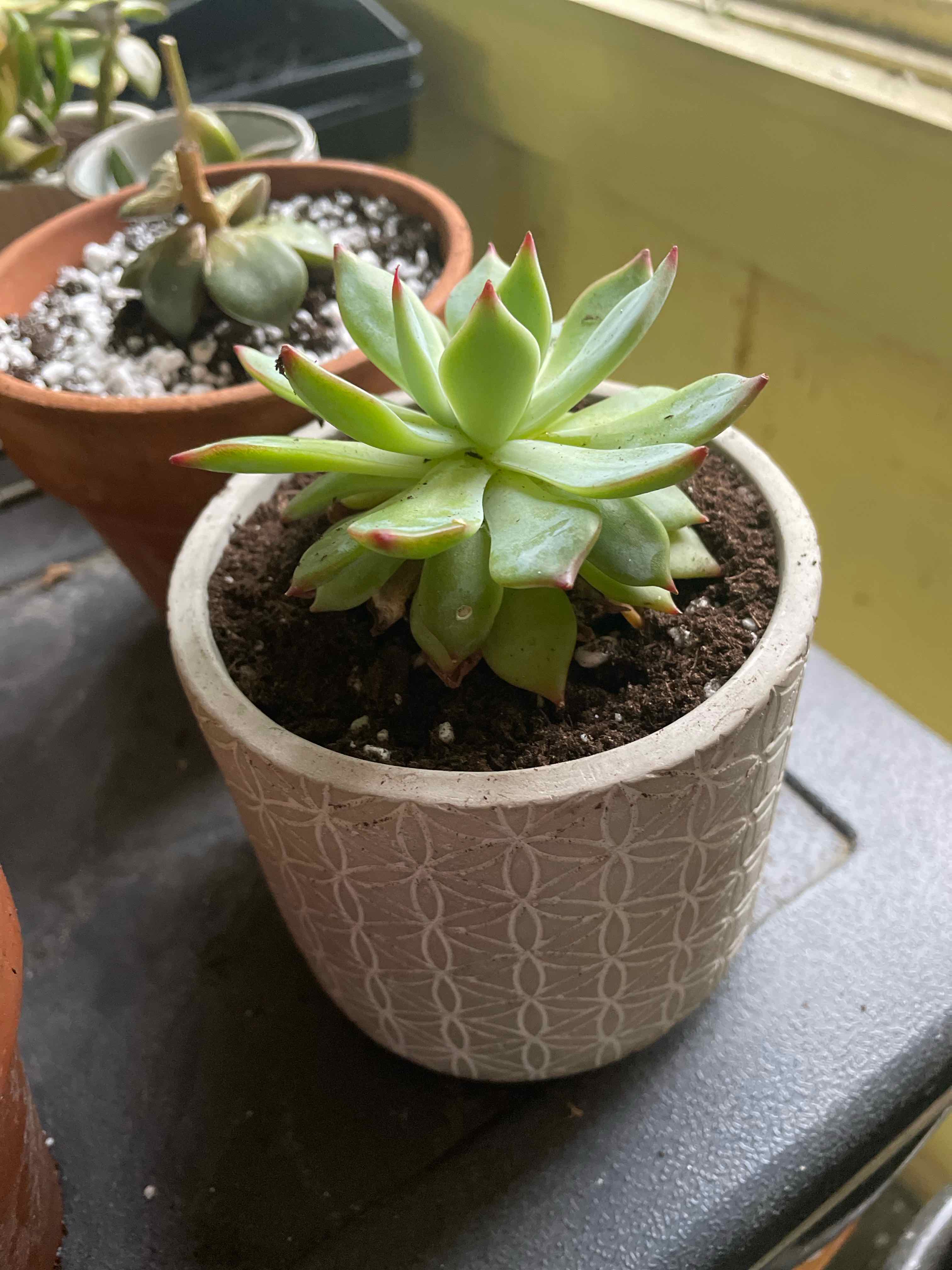 Potted Echeveria 'Tippy' succulent in a decorative pot with visible soil.