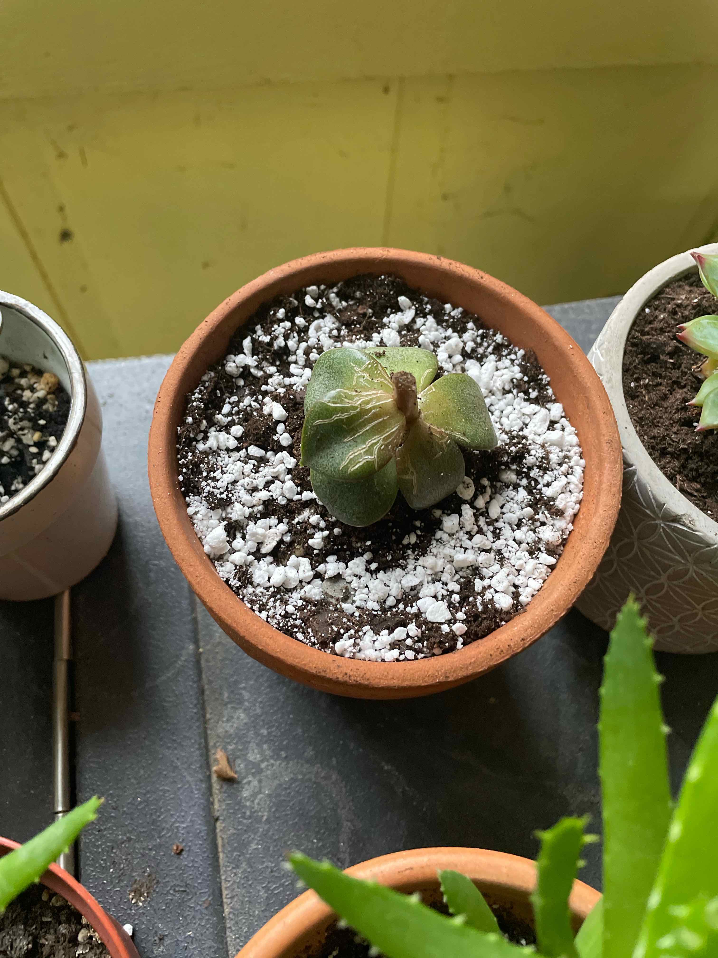 Echeveria 'Dionysos' plant in a terracotta pot with visible soil and some browning leaves.