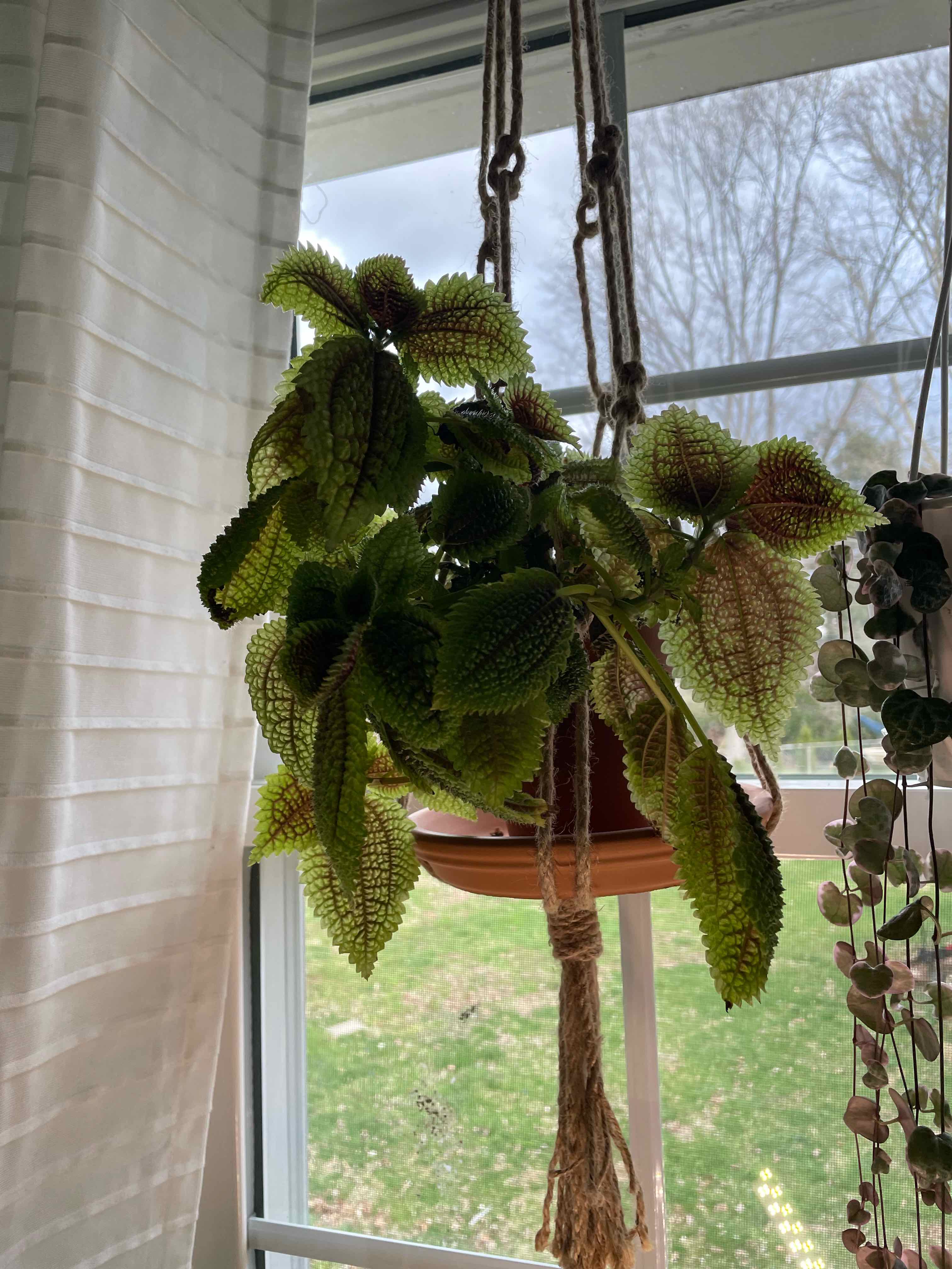 Pilea mollis plant hanging in a pot near a window, appears healthy with vibrant green leaves.