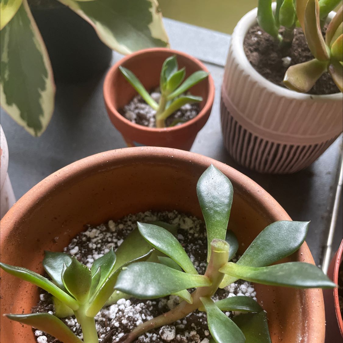 Multiple Echeveria purpusiorum plants in terracotta and ceramic pots with visible soil.