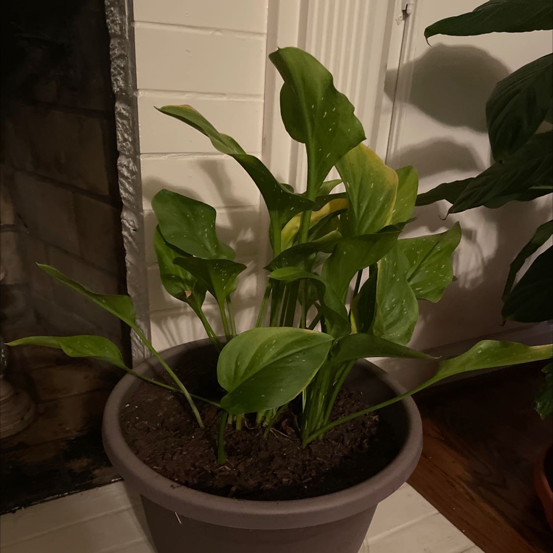 Healthy potted Calla Lily plant with large green arrow-shaped leaves, situated indoors near a window with bright indirect light.