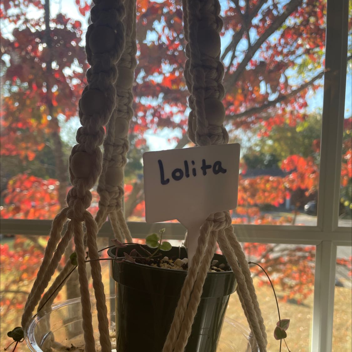 Healthy Chain of Hearts vine in hanging basket by window with colorful fall foliage in background