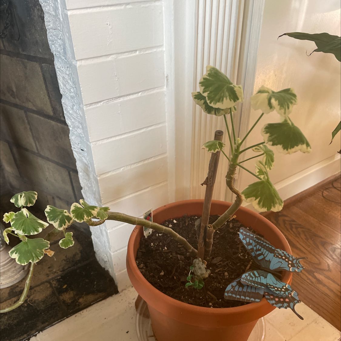 Potted Zonale Geranium with variegated leaves, some wilted, near a fireplace with decorative butterflies.
