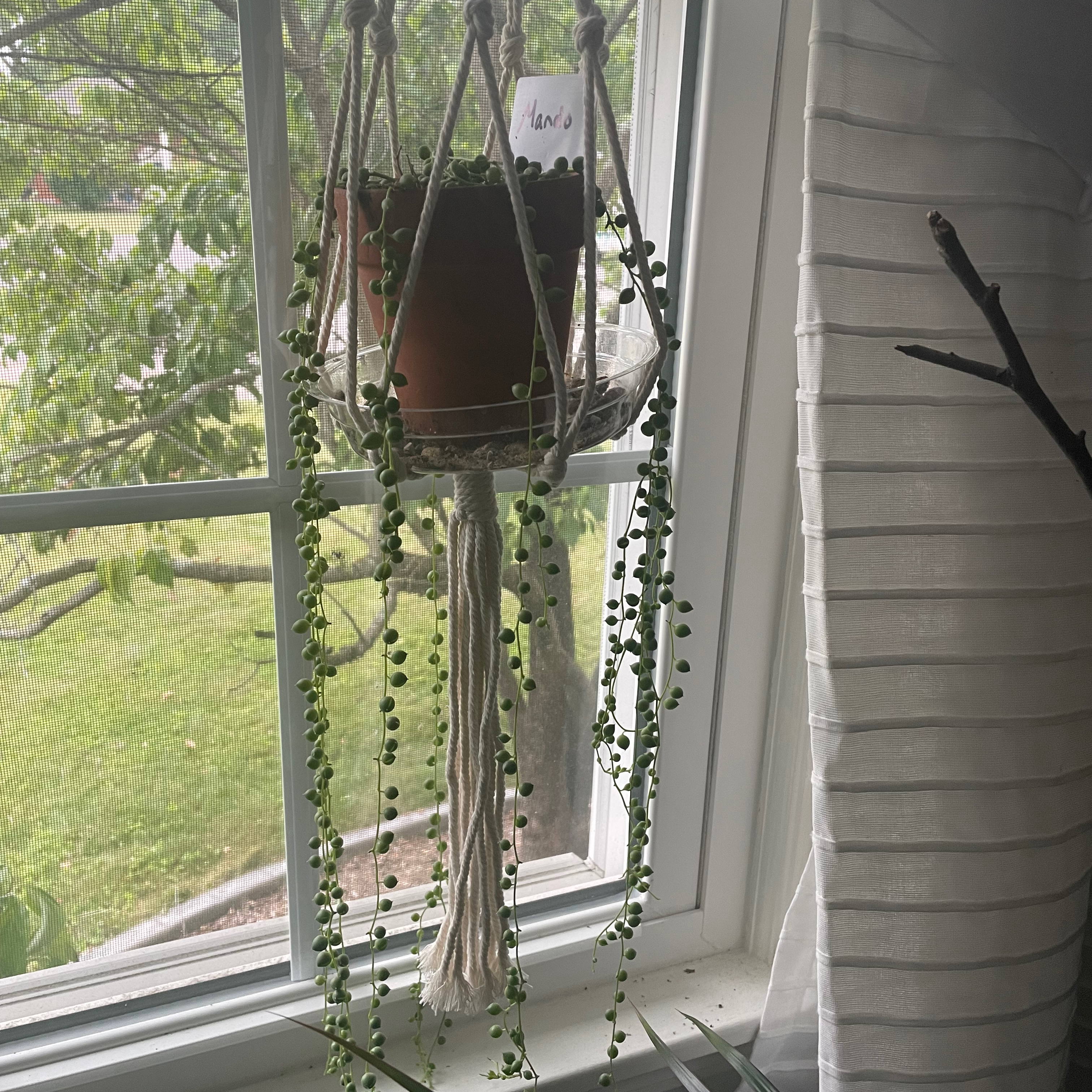 Photo of the plant species Variegated String of Pearls by Sarah e. named Mando on Greg, the plant care app