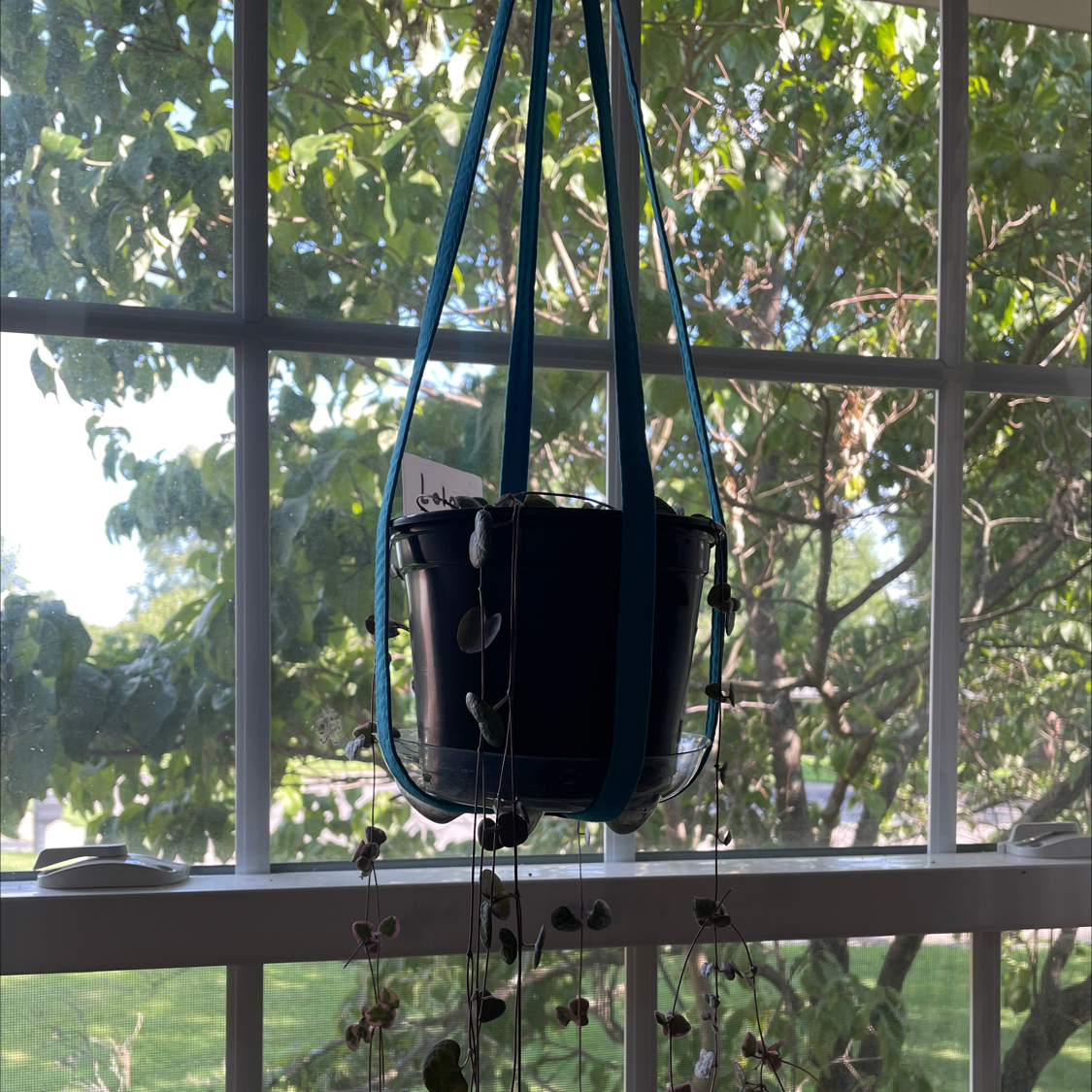 Healthy Chain of Hearts plant with long trailing vines and heart-shaped leaves hanging in front of a sunny window.