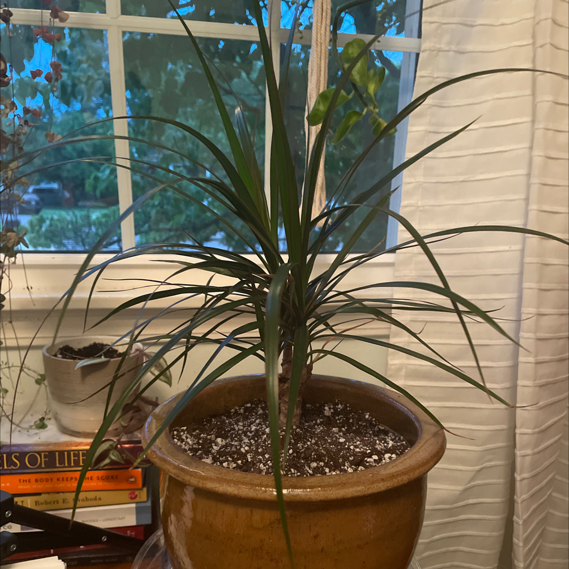 Dracaena 'Ray of Sunshine' plant in a pot near a window, with visible soil and healthy green leaves.