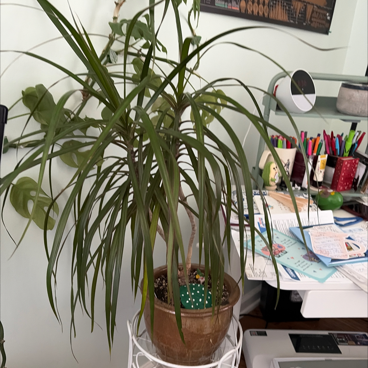 Photo of the plant species Dracaena 'Ray of Sunshine' by Sarah e. named Spike on Greg, the plant care app