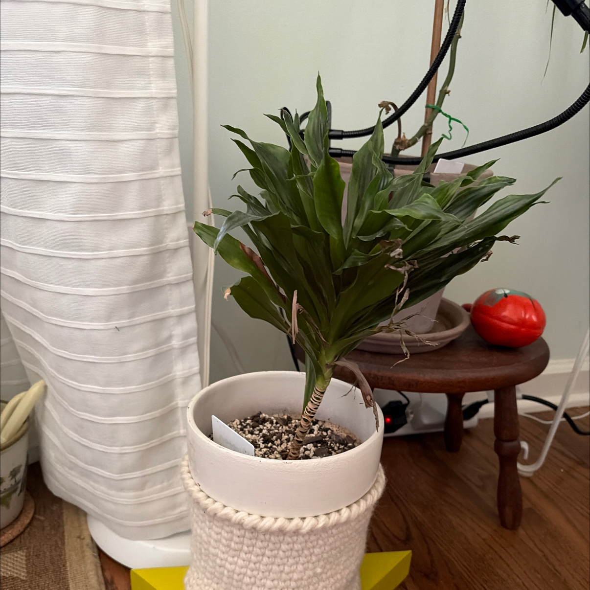 Cornstalk Dracaena plant photo by Sarah e. named Winston on Greg, the plant care app.