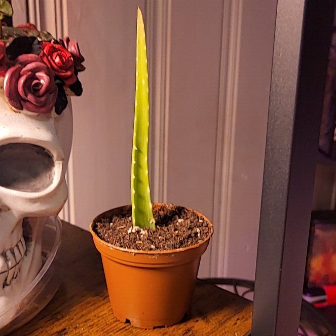 Photo of the plant species Aloe vera by @MissPawluhhh named Peter Parker on Greg, the plant care app