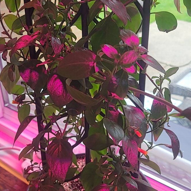 Photo of the plant species Candy Corn Vine by @MissPawluhhh named Prince on Greg, the plant care app