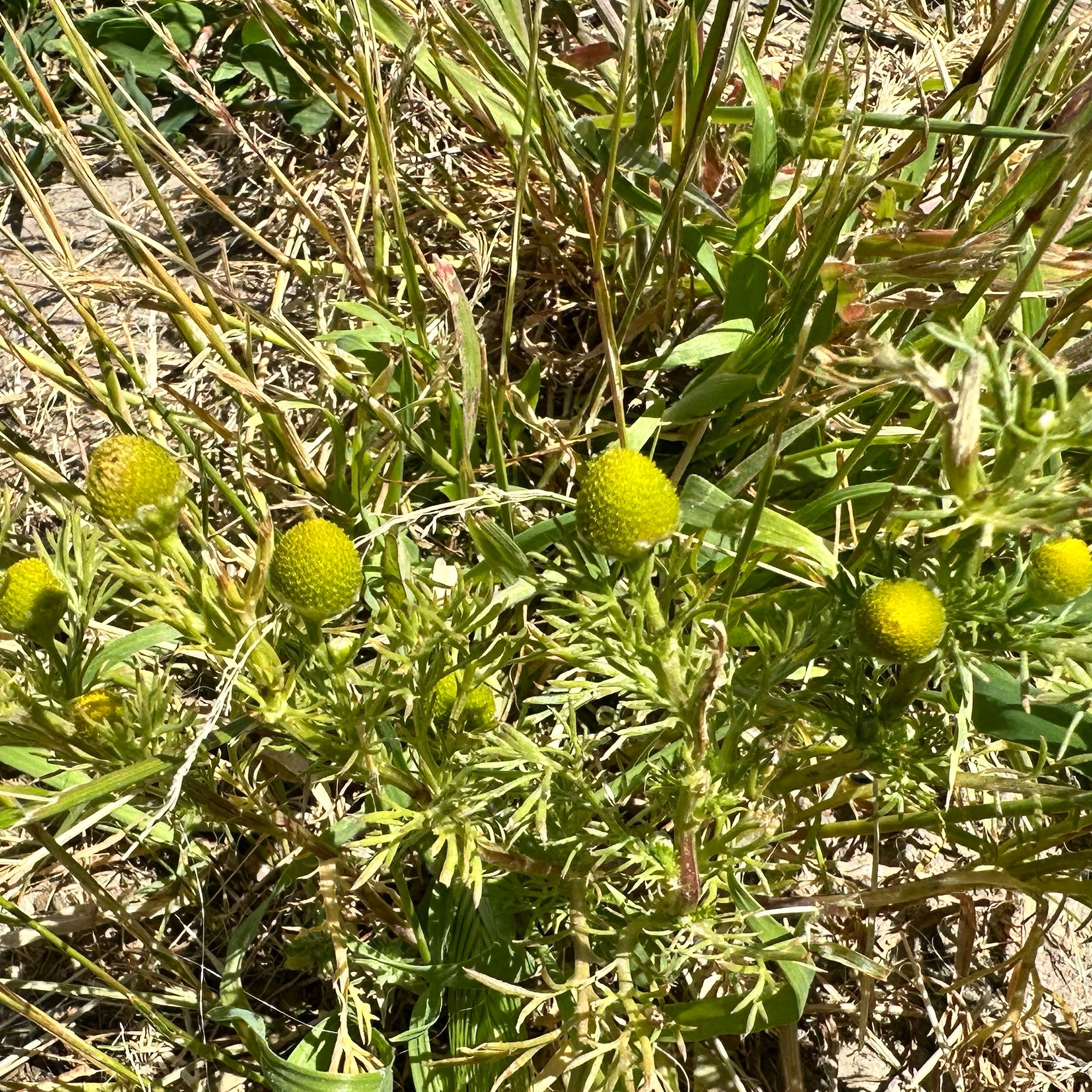 Photo of the plant species Disc Mayweed by @CurrentFord named Bigleef Smalls on Greg, the plant care app
