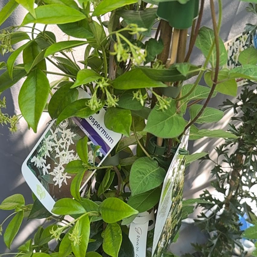 Photo of the plant species Trachelospermum Tricolour by @JoyfulSalsa named Kylie on Greg, the plant care app