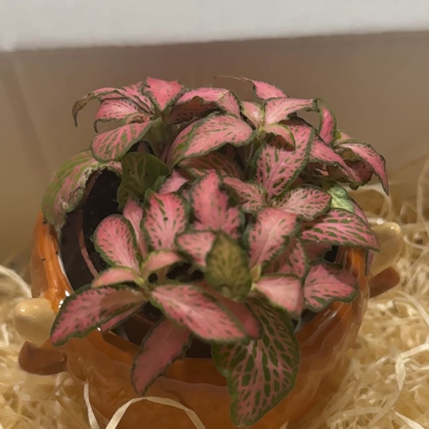 Photo of the plant species Pink Fittonia by @JoyfulSalsa named Rainier on Greg, the plant care app