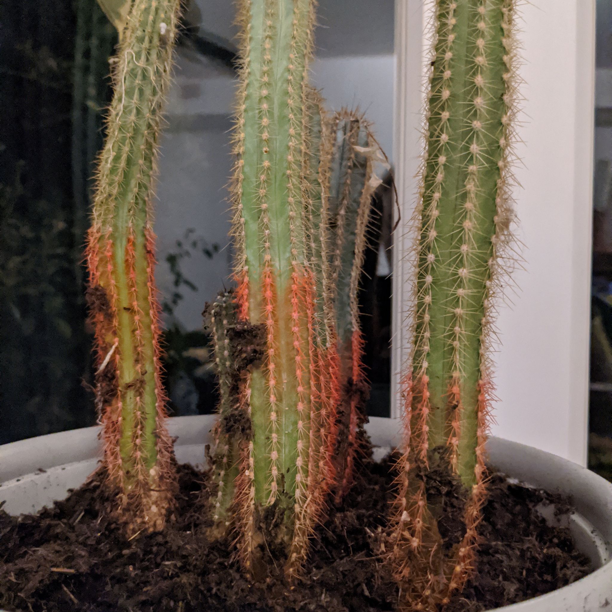 Photo of the plant species red tail cactus by @LikelyCreamcups named Lavender on Greg, the plant care app