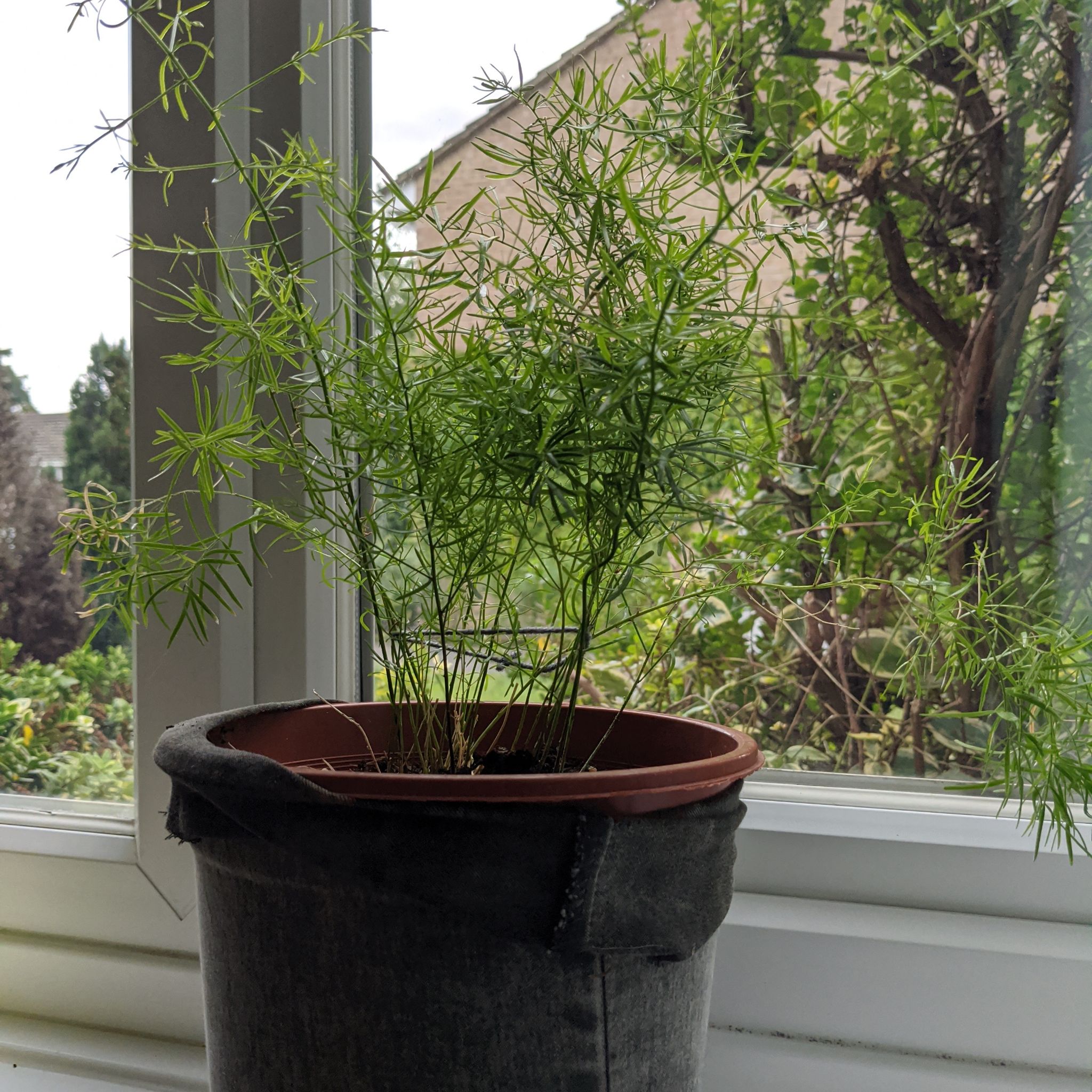 Photo of the plant species Emerald Feather Fern by @LikelyCreamcups named Taylor Swift on Greg, the plant care app