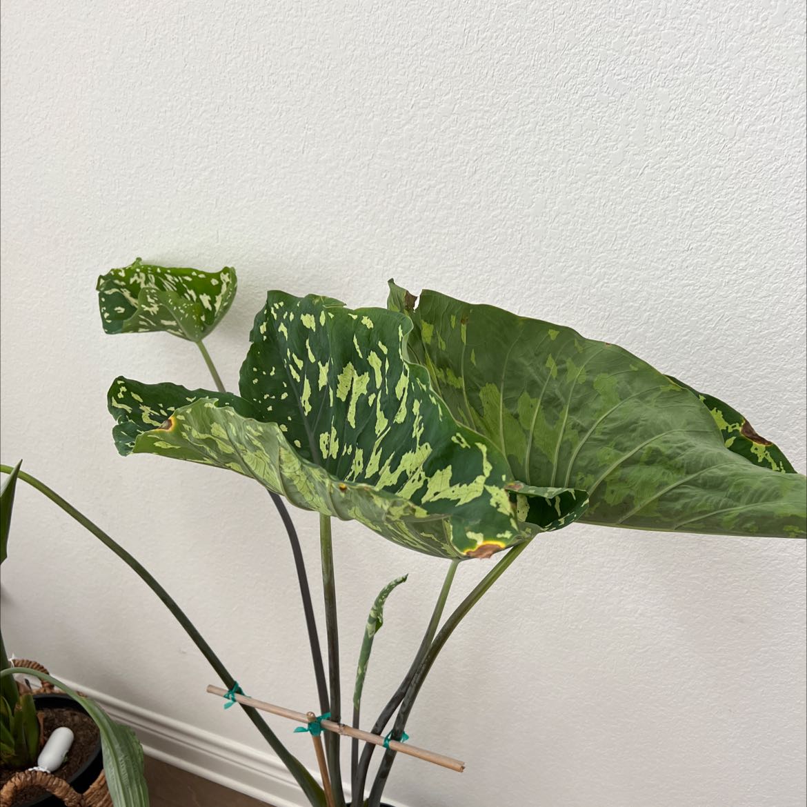 Zebra Elephant Ear plant with variegated leaves showing signs of yellowing and browning.