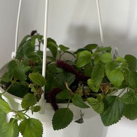 Photo of the plant species Acalypha chamaedrifolia by @DearRedmangrove named Hemingway on Greg, the plant care app