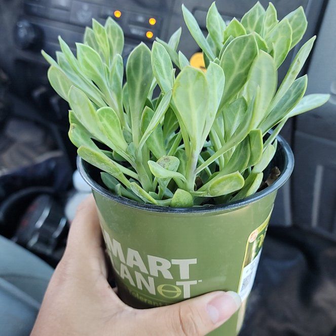 Photo of the plant species Senecio Obovatus by @FastFatsiaplant named Baesil on Greg, the plant care app