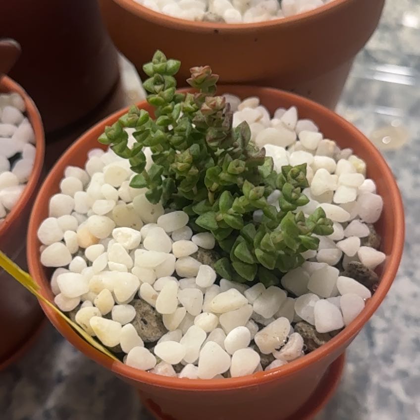 Photo of the plant species Tom Thumb by @OfficialMum named Emerson on Greg, the plant care app